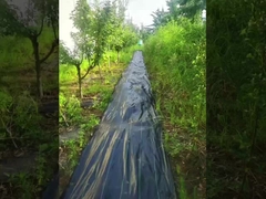 ইউভি উচ্চ পারমিটাবিলিটি সঙ্গে পিপি কালো এবং সবুজ আগাছা নিয়ন্ত্রণ ম্যাট বোনা রোভিং কৃষি