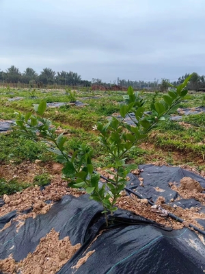 টেকসই ভারী দায়িত্ব উচ্চ অভ্যন্তরীণতা বাগান Weeding কাপড় Woven Anti-Grass Ground Cover Weeding Mat