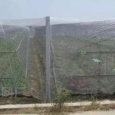 প্লাস্টিকের পাখি-প্রতিরোধী নেট PE প্রসারিত ঘন গ্রিনহাউস কৃষি প্রজনন নেট দ্রাক্ষাক্ষেত্রের পোকামাকড়-প্রতিরোধী নেট