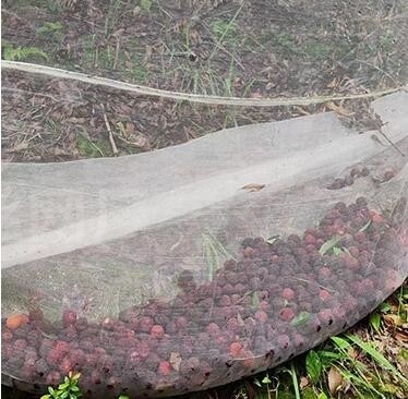40 50 60 Mesh 125g কৃষি গ্রিনহাউস অ্যান্টি ইনসেক্ট নেট