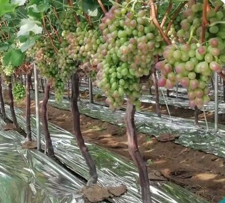 Good Price Agriculture Reflective Mylar 20mic CPP Polyester Metalized Film for Fruit Orchards